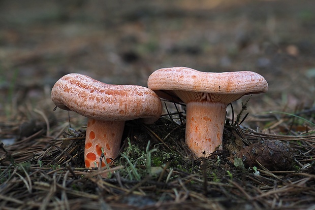 rýdzik pravý Lactarius deliciosus (L.) Gray