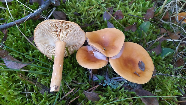 rýdzik Lactarius sp.