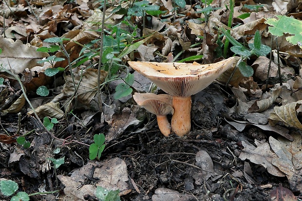 rýdzik Lactarius sp.