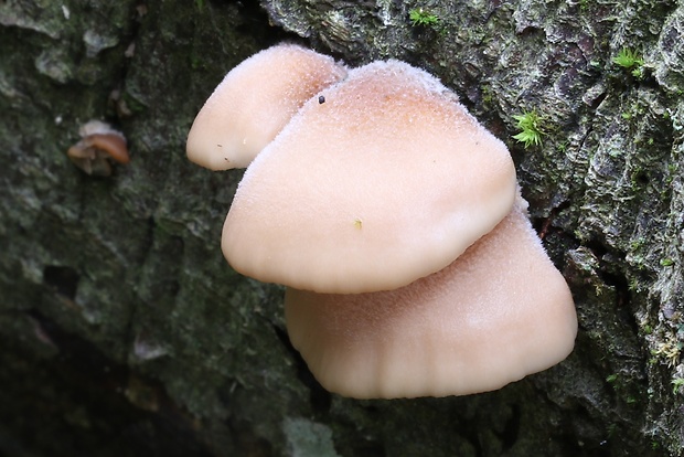 húževnatček medvedí Lentinellus ursinus (Fr.) Kühner