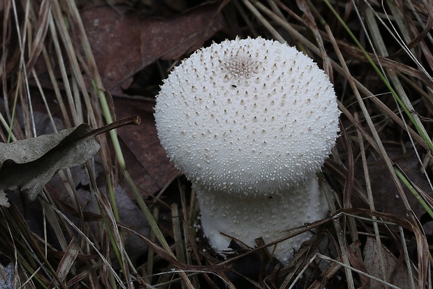 prášnica bradavičnatá Lycoperdon perlatum Pers.