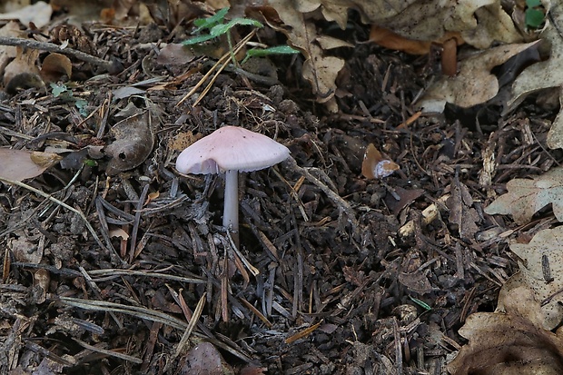 prilbička ružovkastá Mycena rosea Gramberg