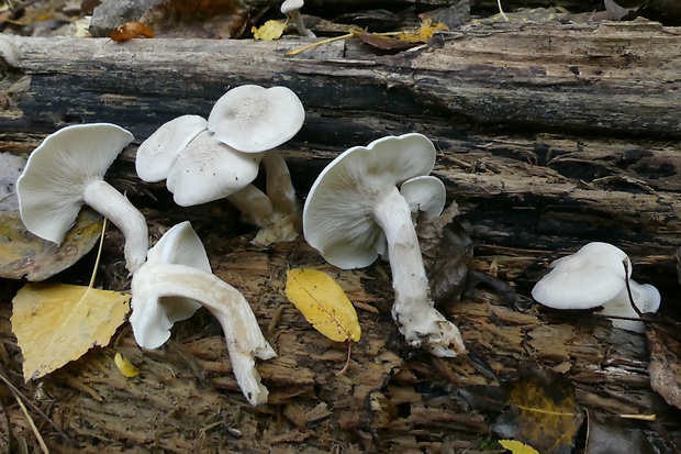 strmuľkovec drevný Ossicaulis lignatilis (Pers.) Redhead & Ginns