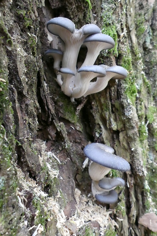 hliva ustricovitá modrastá Pleurotus columbinus Quél.