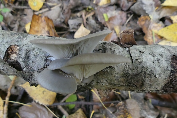 hliva ustricovitá Pleurotus ostreatus (Jacq.) P. Kumm.