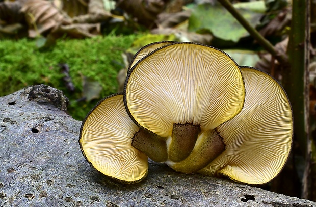 pňovka neskorá Sarcomyxa serotina (Pers.) P. Karst.