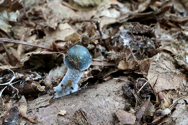 golierovka zelenomodrá Stropharia caerulea Kreisel