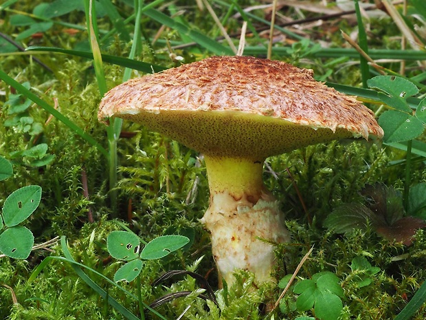 masliak duglaskový Suillus lakei (Murrill) A.H. Sm. & Thiers