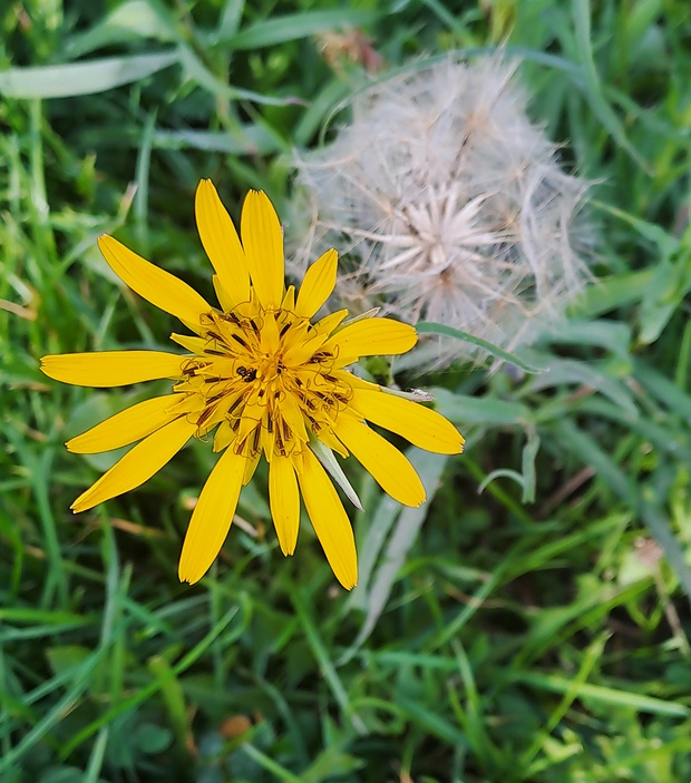 kozobrada východná Tragopogon orientalis L.