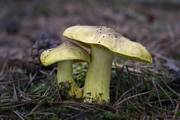 čírovka zelenkastá Tricholoma equestre (L.) P. Kumm.