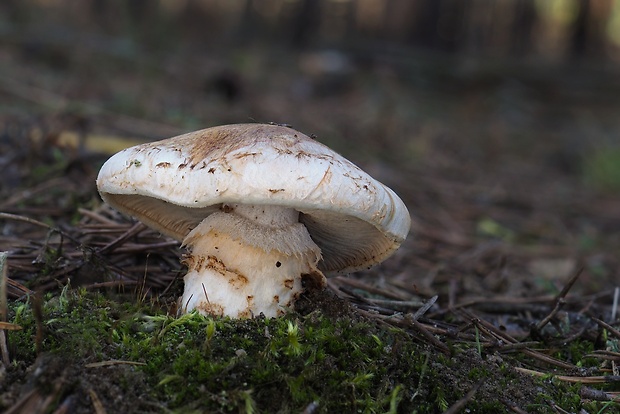 čírovka prsteňová Tricholoma focale (Fr.) Ricken