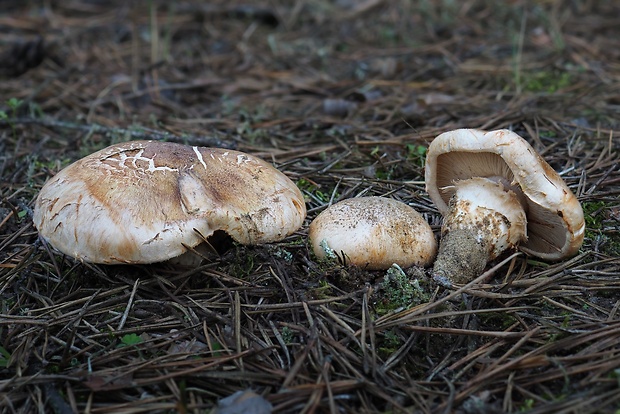 čírovka prsteňová Tricholoma focale (Fr.) Ricken