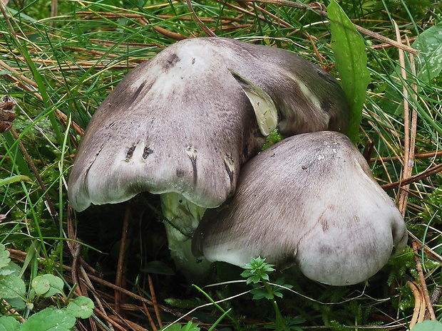 čírovka sivá Tricholoma portentosum (Fr.) Quél.