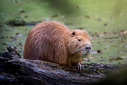 nutria riečna (zlatá)