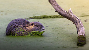 nutria riečna