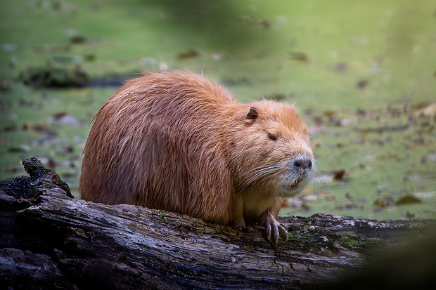 nutria riečna ? myocastor coypus ?