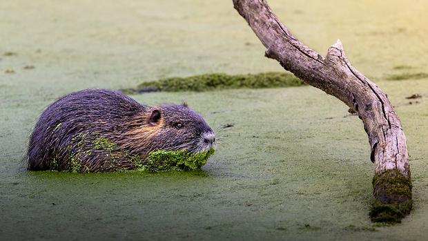 nutria riečna myocastor coypus