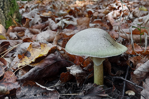 muchotrávka zelená Amanita phalloides (Vaill. ex Fr.) Link