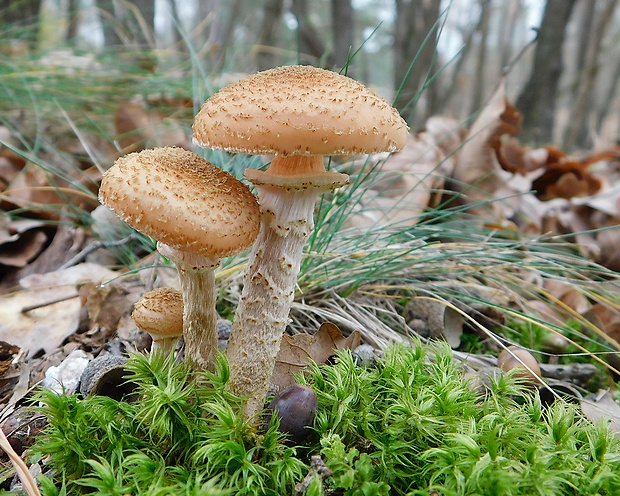 podpňovka tmavá Armillaria ostoyae (Romagn.) Herink