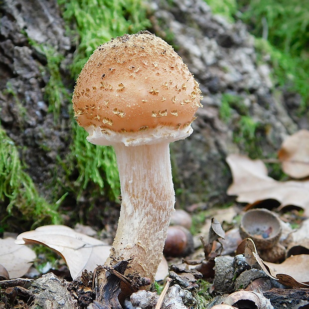 podpňovka tmavá Armillaria ostoyae (Romagn.) Herink