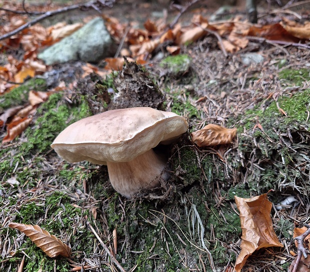 hríb smrekový Boletus edulis Bull.