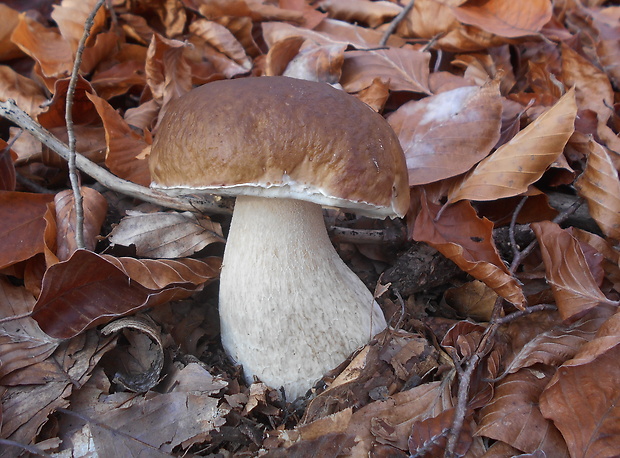 hríb smrekový Boletus edulis Bull.