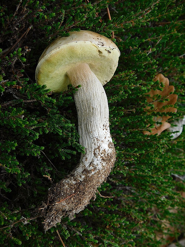 hríb smrekový Boletus edulis Bull.