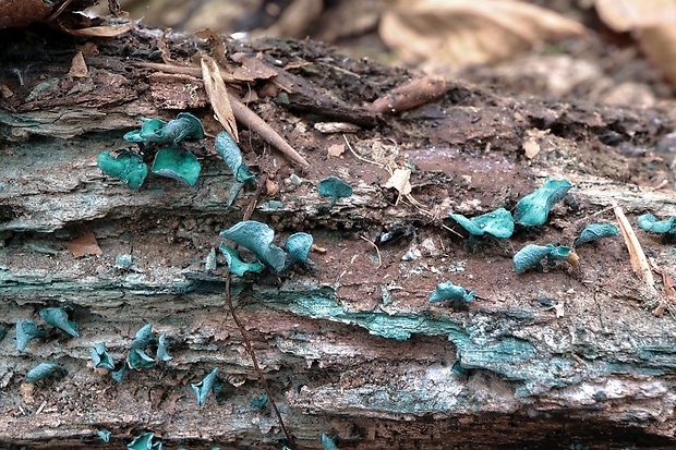 zelenica Chlorociboria sp.