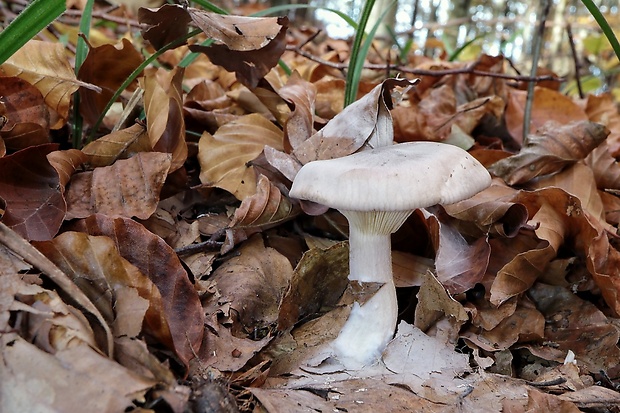 strmuľka inovaťová Clitocybe nebularis (Batsch) P. Kumm.