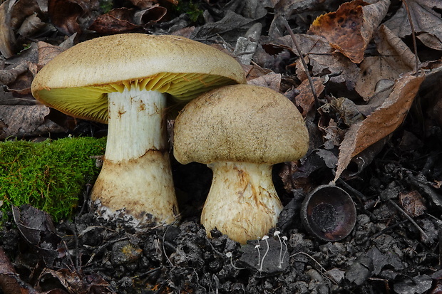 pavučinovec bavlnový Cortinarius cotoneus Fr.