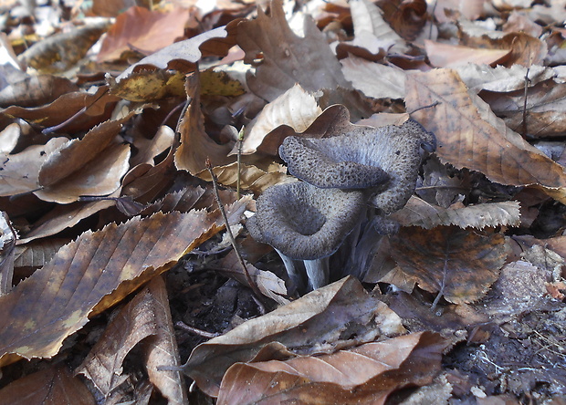 lievik trúbkovitý Craterellus cornucopioides (L.) Pers.