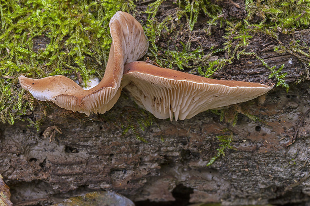 pahliva šafranová Crepidotus crocophyllus (Berk.) Sacc.