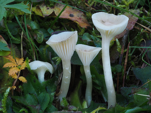 lúčnica snehobiela Cuphophyllus virgineus (Wulfen) Kovalenko