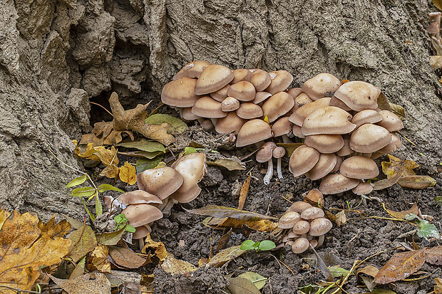 poľnička topoľová Cyclocybe cylindracea (DC.) Vizzini & Angelini