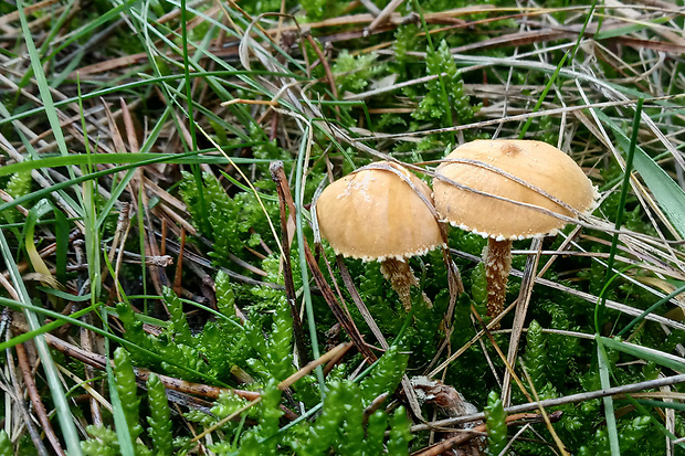 zrnivka okrová Cystoderma amianthinum (Scop.) Fayod