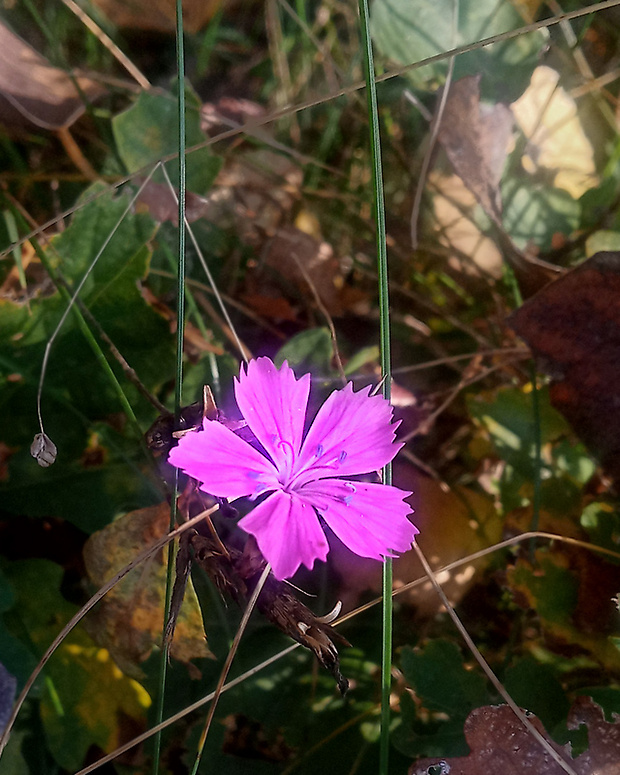 klinček kartuziánsky Dianthus carthusianorum L.