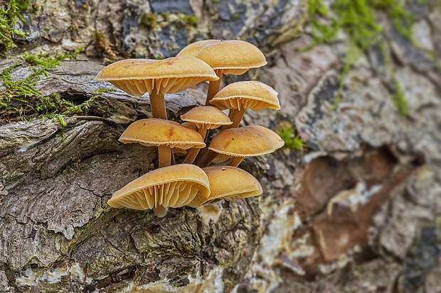 plamienka Flammulina sp.