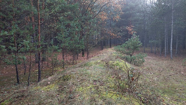 hviezdovka červenkastá habitat Geastrum rufescens  Pers.