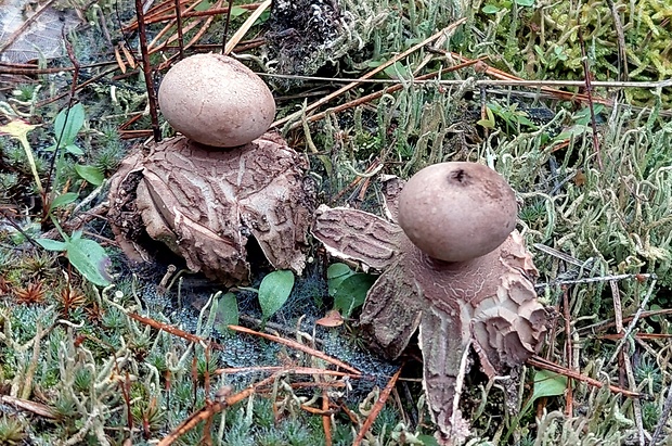 hviezdovka červenkastá Geastrum rufescens Pers.