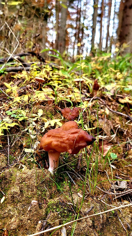 ušiak mitrovitý Gyromitra infula (Schaeff.) Quél.