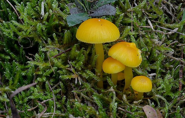 lúčnica vosková Hygrocybe ceracea (Wulfen) P. Kumm.