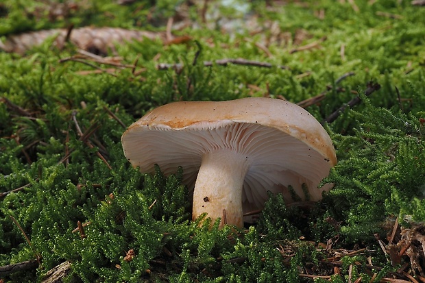 šťavnačka oranžová Hygrophorus abieticola Krieglst. ex Gröger & Bresinsky