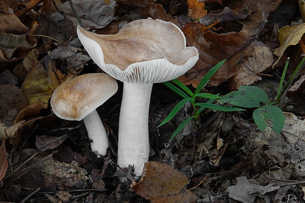 šťavnačka vláknitá Hygrophorus arbustivus Fr.