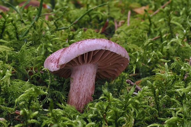 šťavnačka vínovočervená Hygrophorus capreolarius Kalchbr.