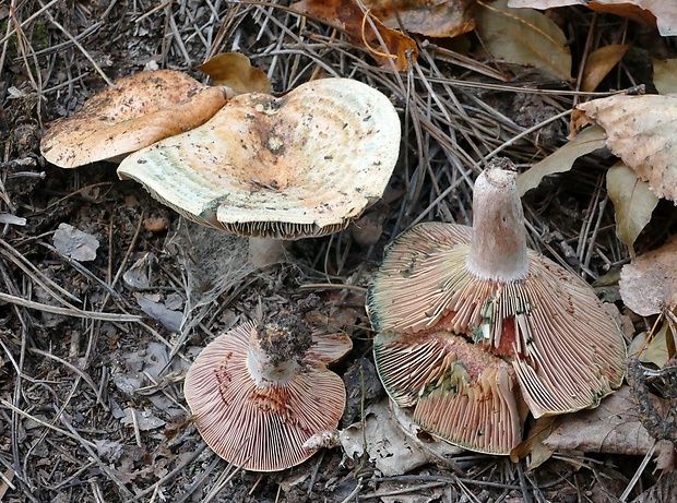 rýdzik? Lactarius cf. vinosus  (Quél.) Bat