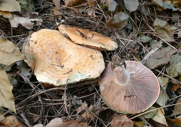 rýdzik? Lactarius cf. vinosus (Quél.) Bat