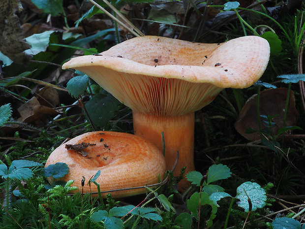 rýdzik jedľový Lactarius salmonicolor R. Heim & Leclair