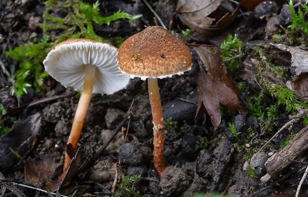 bedlička hnedá Lepiota castanea Quél.