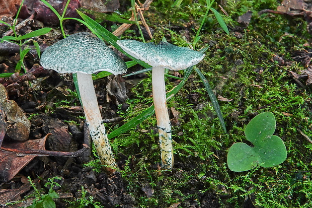 bedlička Grangeova Lepiota grangei (Eyre) Kühner