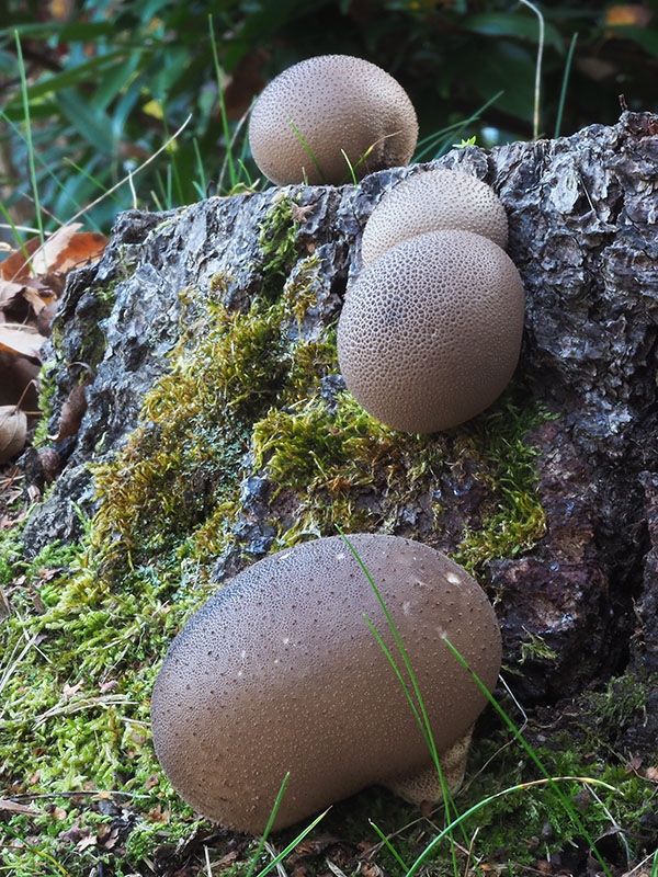 prášnica machová Lycoperdon ericaeum Bonord.